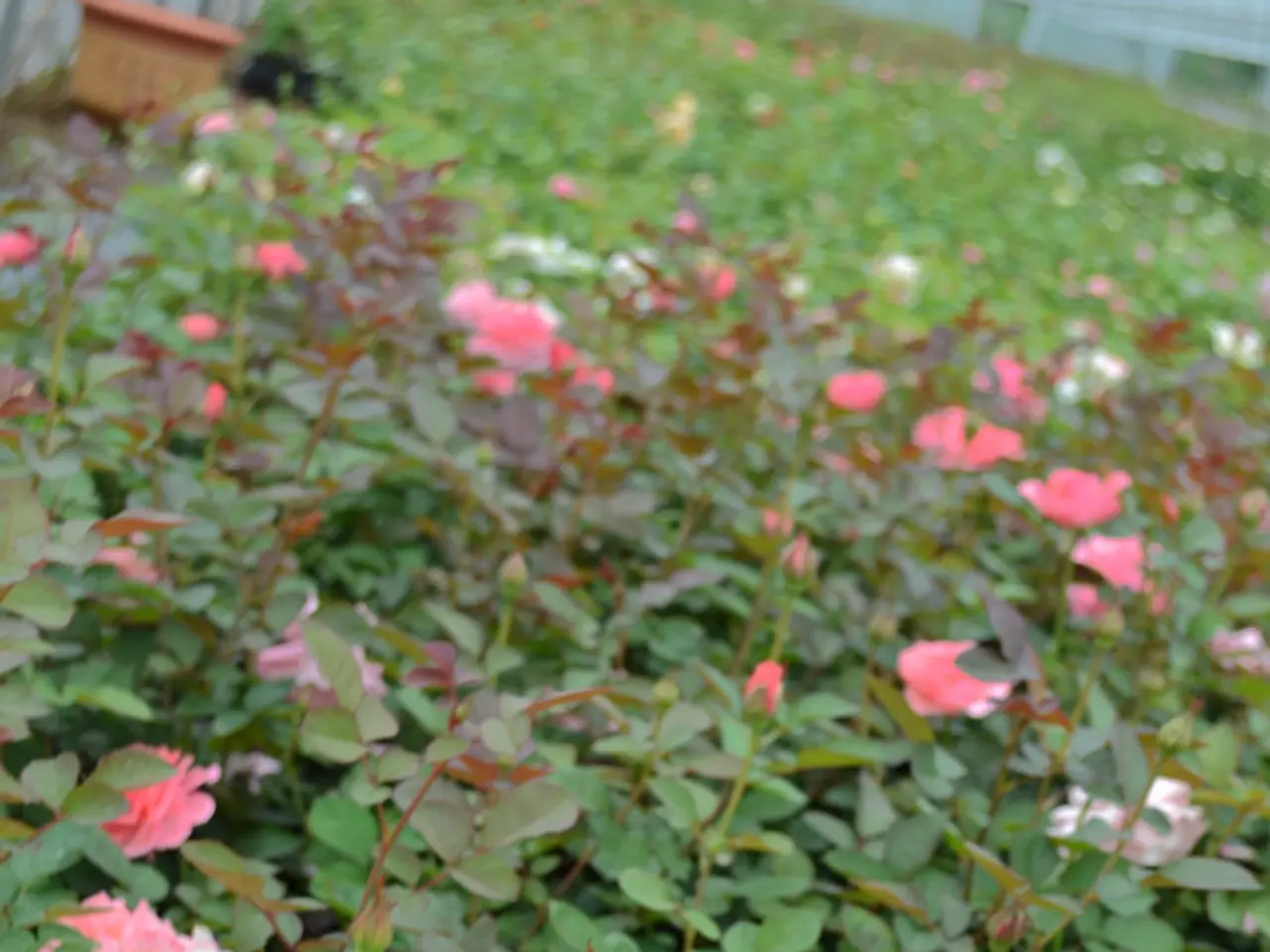 Increase in the cultivation of Waling-Waling flowers advocated by horticulture association