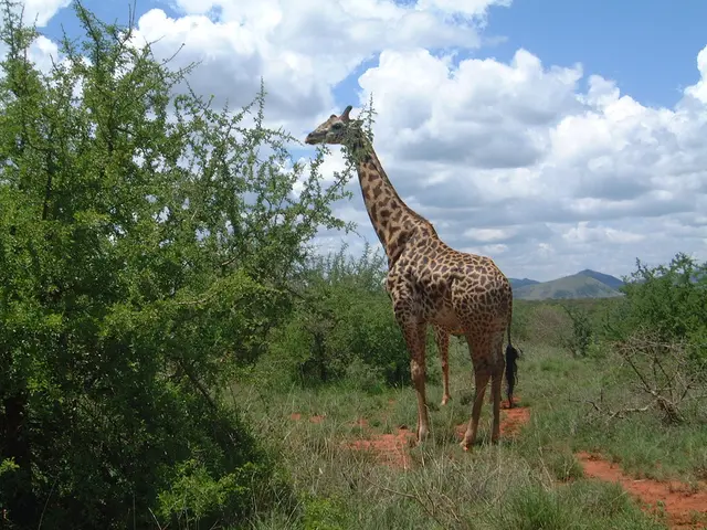 Giraffe browses in Serengeti National Park, Tanzania.