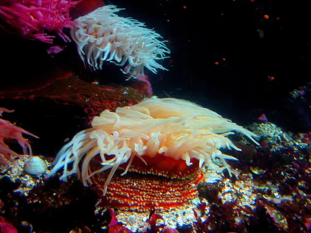 Unveiling the Misconceptions Surrounding Prized Coral Reefs