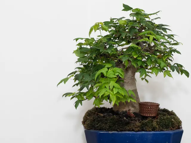 Maintaining and Preserving Bonsai Tools for Maximum Durability and Efficiency