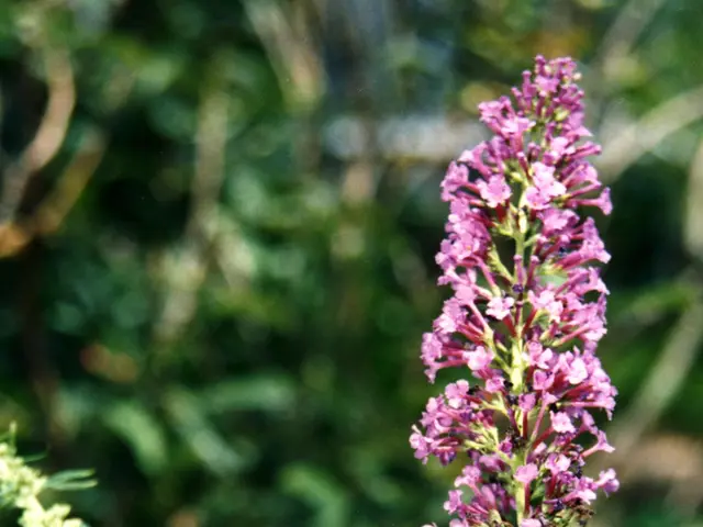 Create a Butterfly Sanctuary in Containers: Explore 8 Engaging Ideas and Suggestions for Attracting...