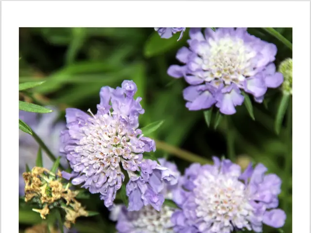 Meaning and historical roots of the one-of-a-kind name Kian