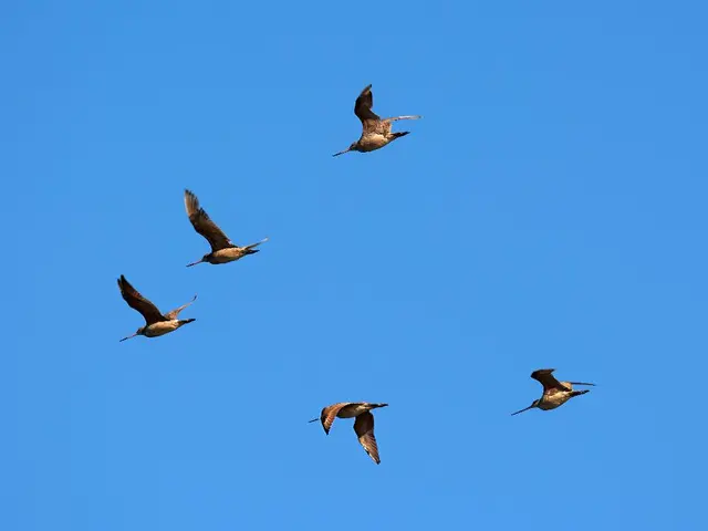 Singapore Airline Collaborates with Mandai Wildlife Group, Providing Customized Wildlife Encounters...