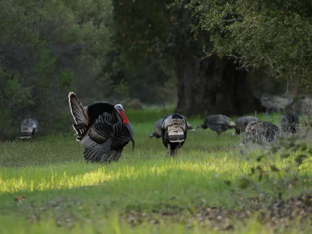 Sky-high migration influx of foreigners swarms Edirne border posts