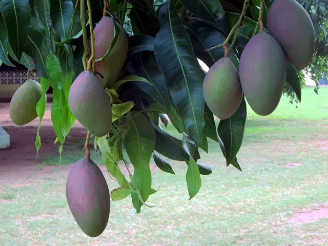 Experiences of Getfarms Mango Orchards: Tales Recounted by Our Visitors
