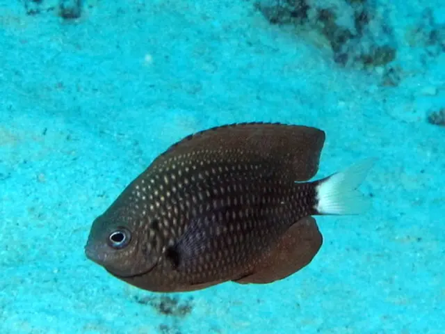 Protecting indigenous fish species in Dồng Tháp to boost tourism appeal