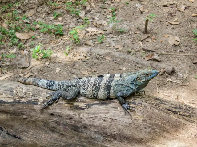 Terrarium Basics: A Comprehensive Guide to Bioactive Decoration with Autumn Leaves