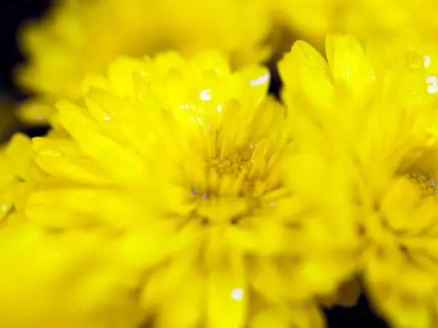 Although bright yellow is trending this season, some find yellow flowers rather off-putting....