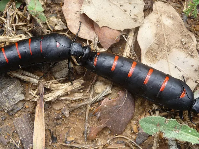 Top-Rated Hiking Pants for Traversing South America