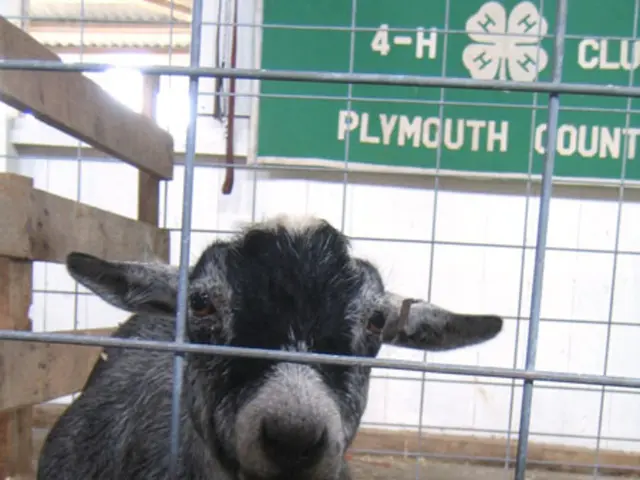 Information on transporting your pet across Europe via sea travel