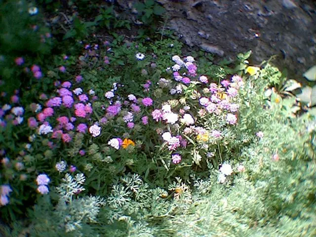 Thriving Hidden Gems: 8 Unheralded Shade Plants Perfect for Shaded Areas