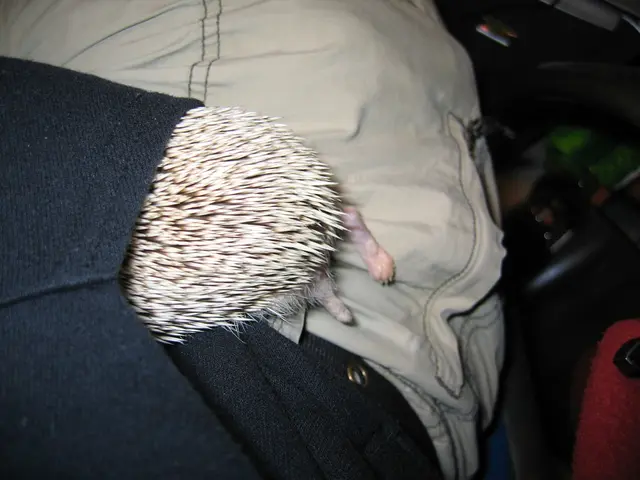 Assessment of Patagonia's Nano Puff Hoody