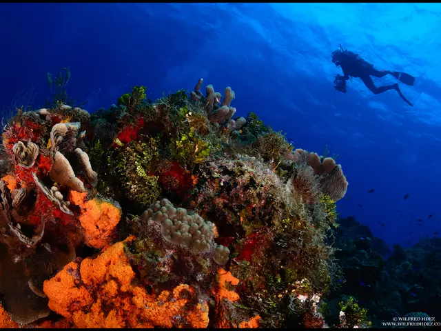 Dive into the oceanic odyssey on International Scuba Diving Day 2025! Discover the top 8 underwater...