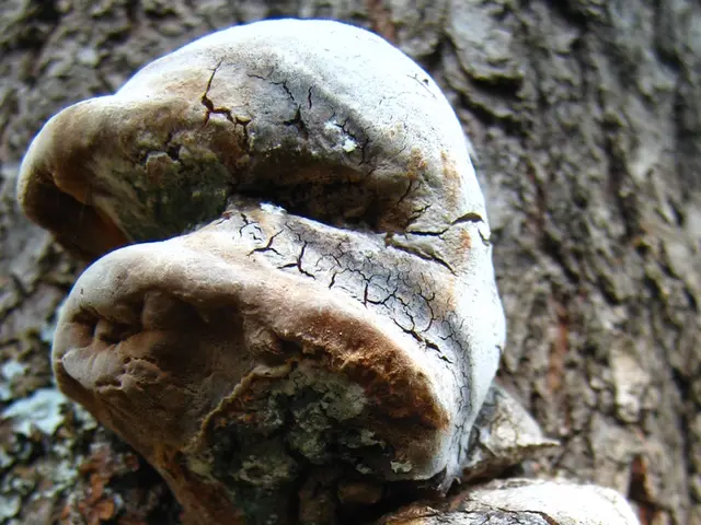 Scientists in the United States uncover that trees can house a staggering amount of 1 trillion...