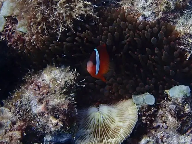 Comprehensive Overview of Top-notch Scuba Diving Sites on Grand Turk Island