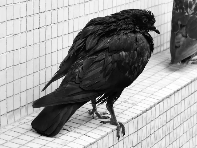 "Expert Advice: Prevent Bird Collisions - A Design Issue, Not a Bird Problem - Discover Three Easy...