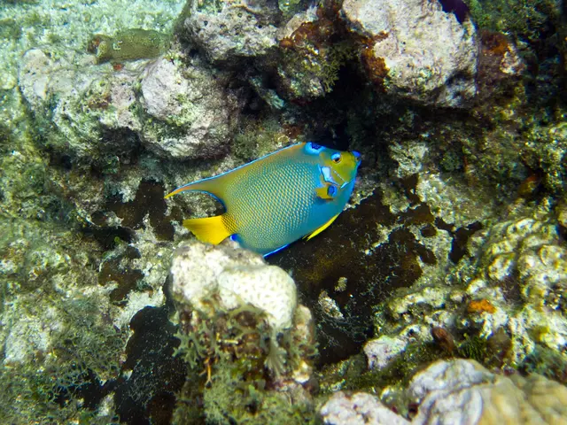 Capturing Images of Tiny Seahorses, Pygmy Seahorses