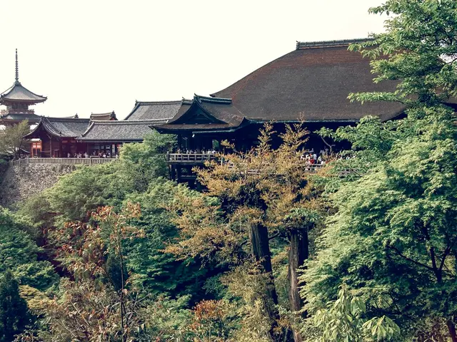 Tree's Voice Echoes: Conserving Nature in Turkey's Safranbolu