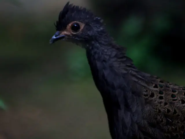 Elderly man, aged 76, stranded on an island due to the presence of a parrot