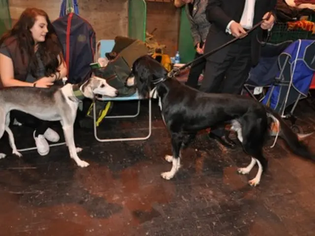 As we can see in the image there are few people over here and two dogs and in the middle there is a...