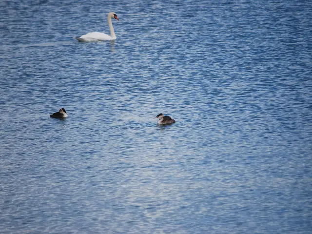 In this image I can see the water and few birds which are white, black and orange in color.