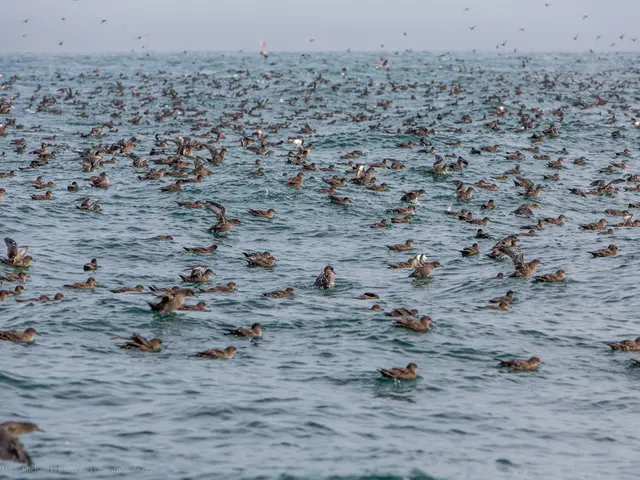 In this image, a flight of birds in the water and few birds flying in the sky. This looks like a...